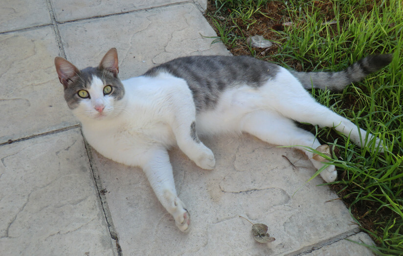 Почему на Кипре так много кошек