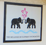 Millennium Elephant Foundation