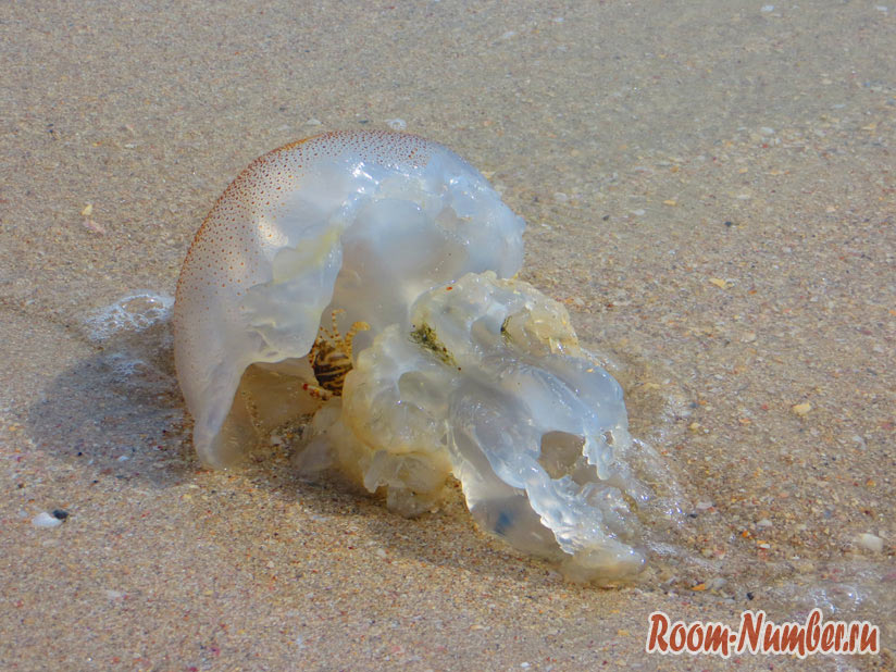 медузы на пляже Лангкави