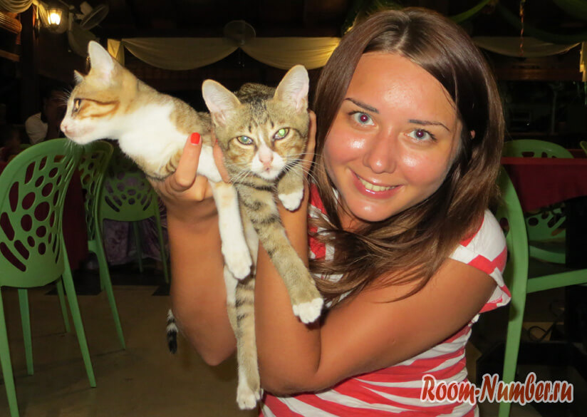 В Малайзии любят кошек, а Лангкави – их главное место обитания