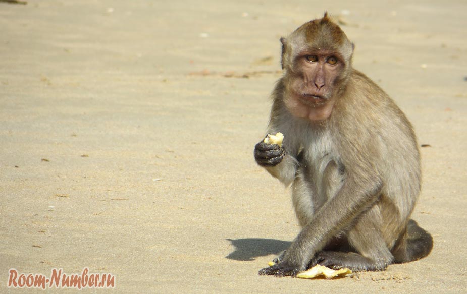 обезьяна на пляже Ао Нанг бич в Краби