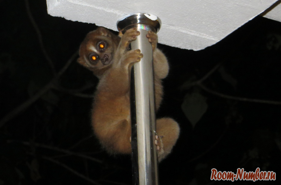 dikij-lemur-002