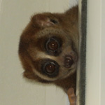 dikij-lemur-006