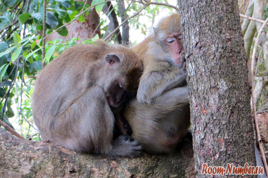 спящие обезьяны