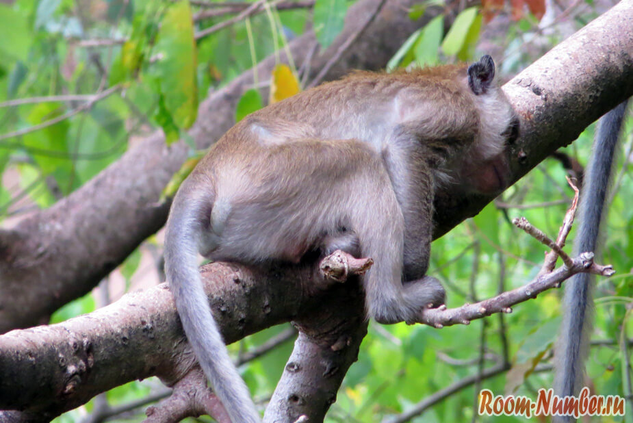 обезьяна спит