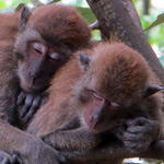 monkeys-0038