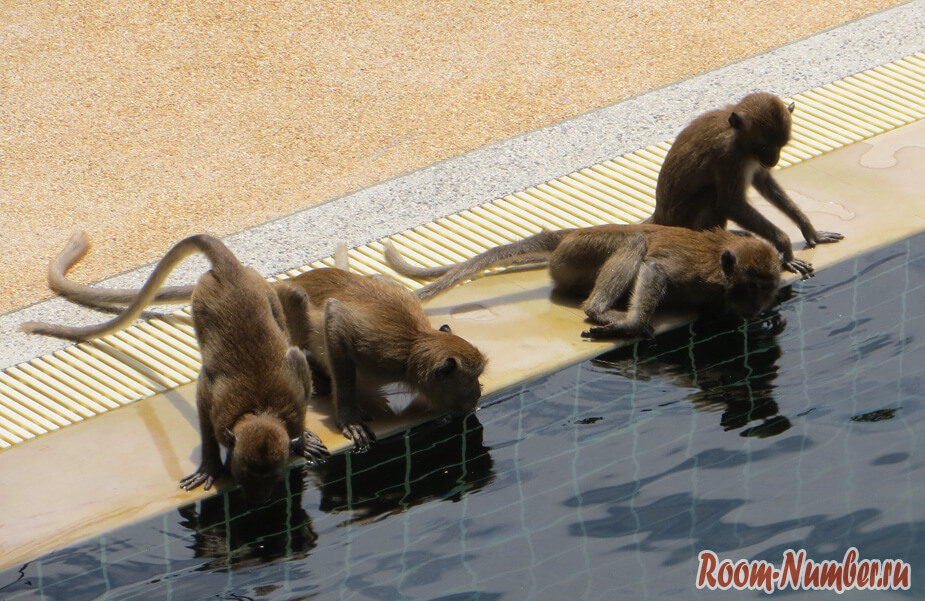 обезьяны в бассейне