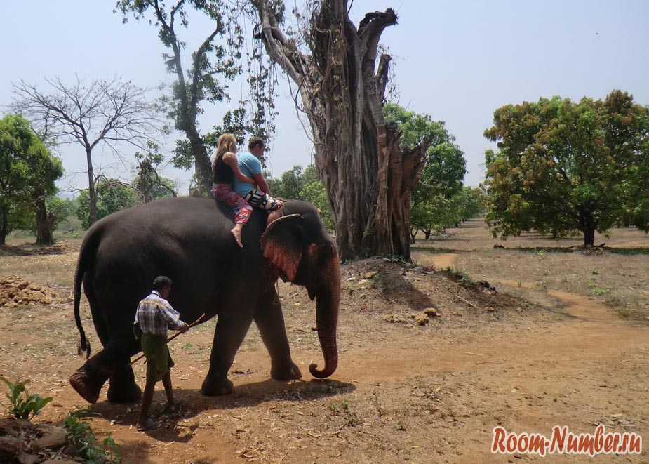 Как я впервые покаталась на слоне в Индии