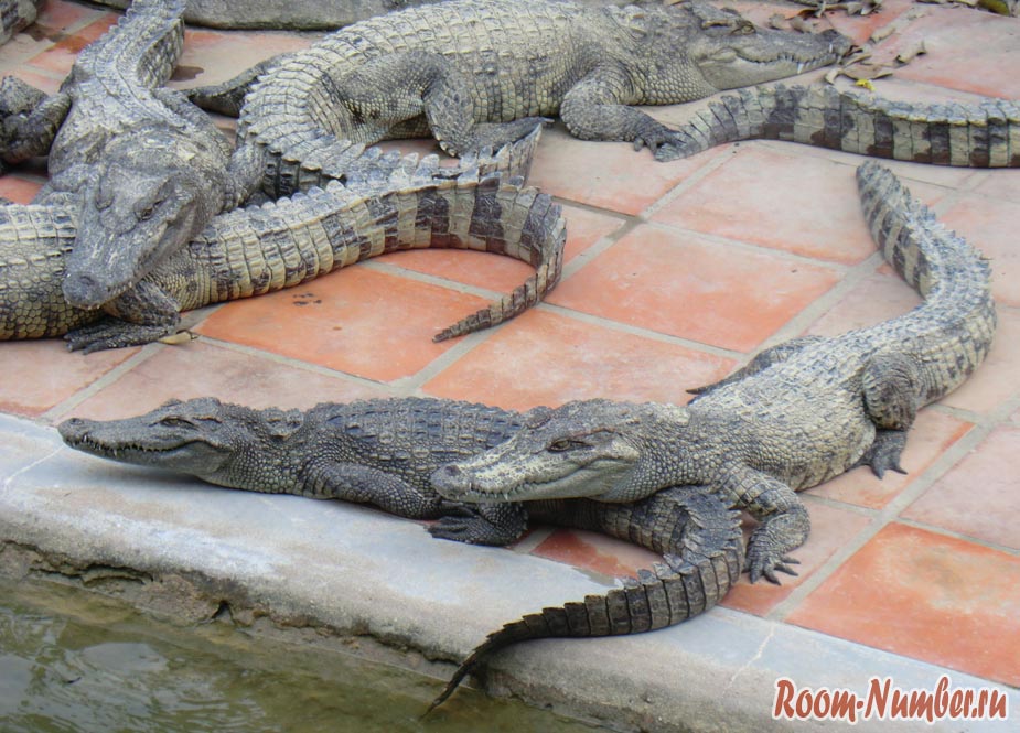 крокодилы спят