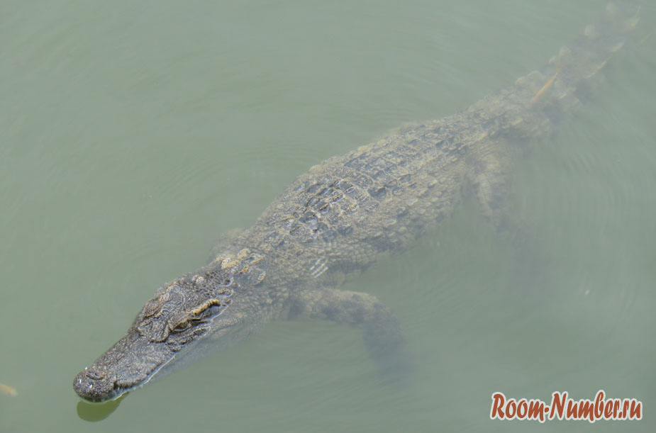 krokodilova-ferma-vo-vietname-3