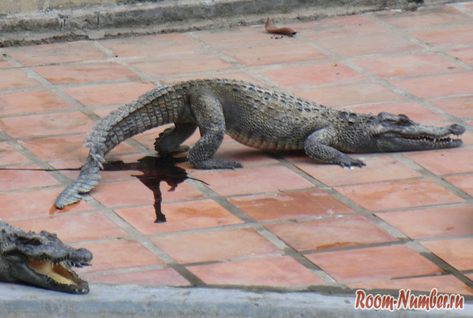 krokodilova-ferma-vo-vietname-4