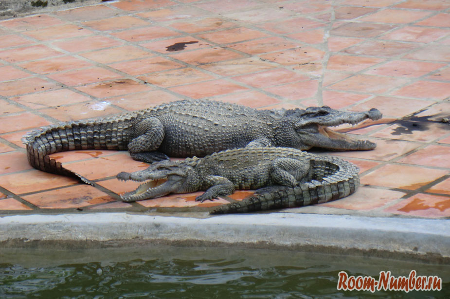 krokodilova-ferma-vo-vietname-5