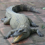 krokodilova-ferma-vo-vietname-8