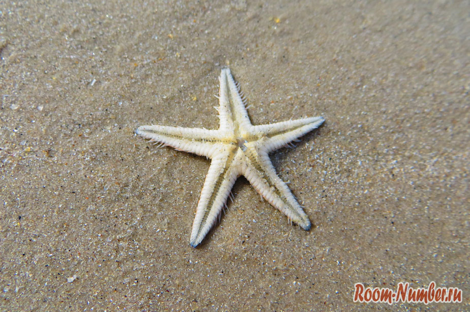 Звезда на песке