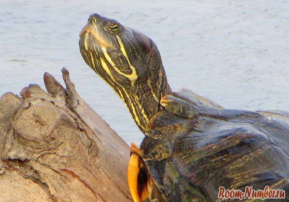 черепаха в пруду