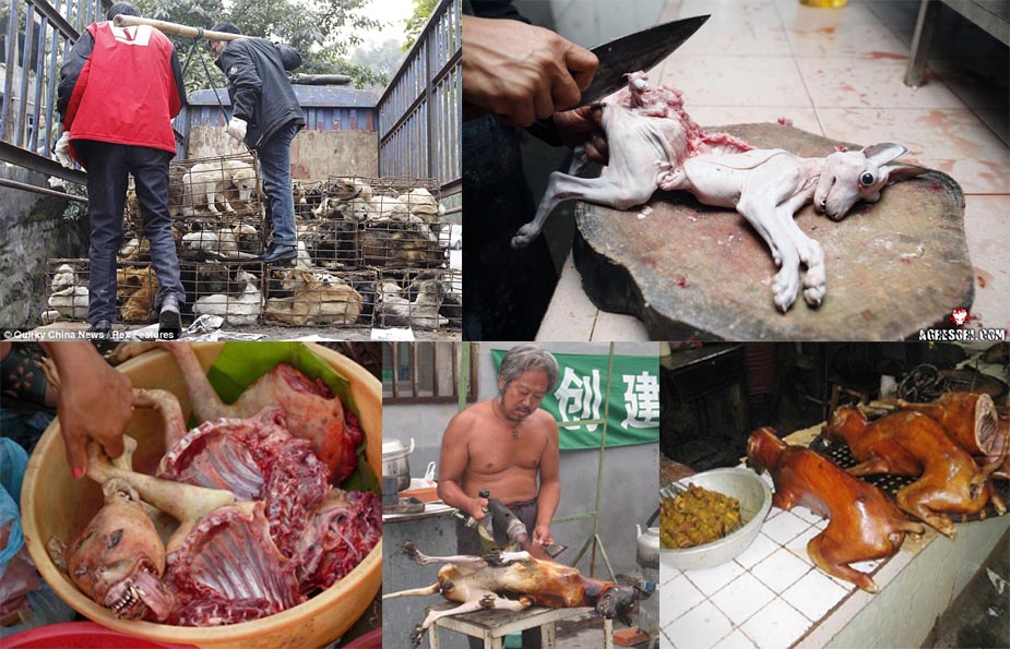 вьетнамцы едят собак