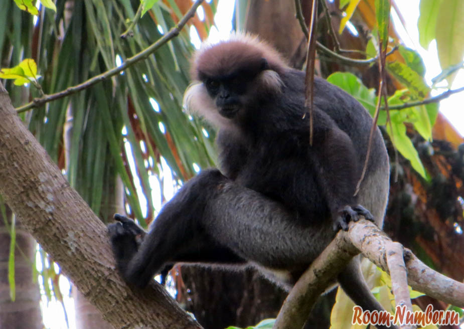 Пурпурнолицые лангуры — большие черные обезьяны на Шри Ланке. Фото и видео