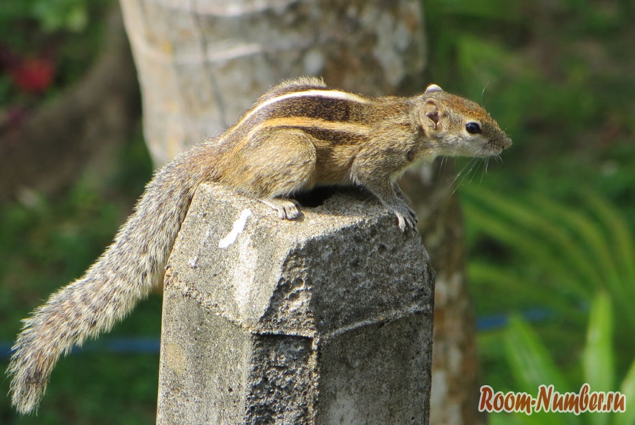 Животный мир Шри-Ланки. Животные, которых мы видели на острове в естественной среде обитания