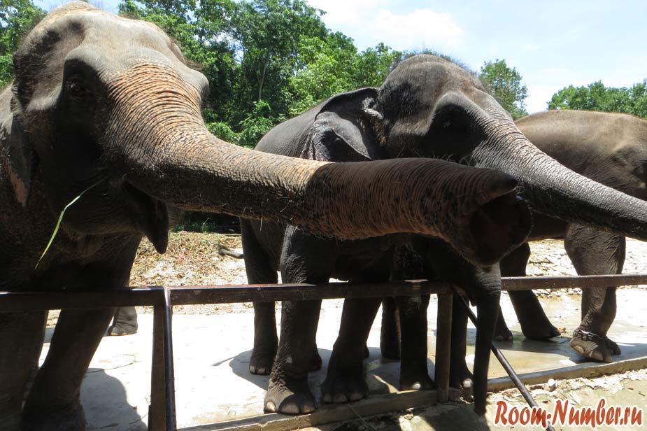 слоны в кхао кхео