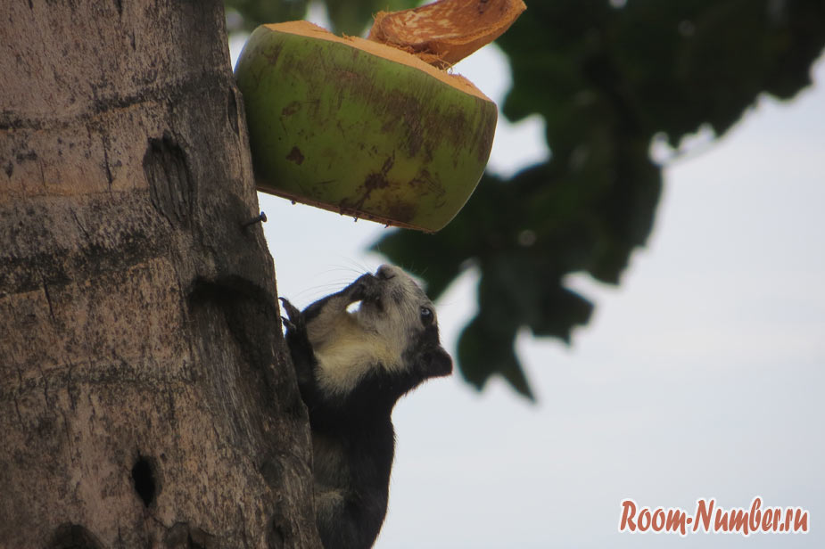 белки едят кокосы на донг тан бич птт