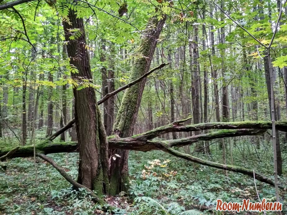 упавшее дерево в лесу
