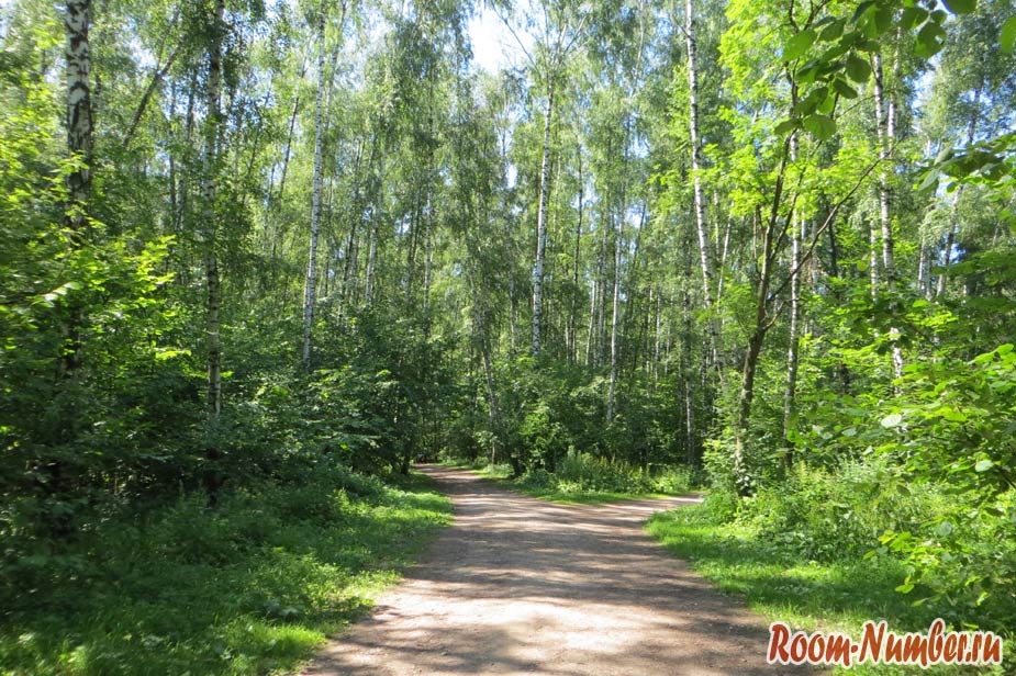 дороги для прогулок по лесу