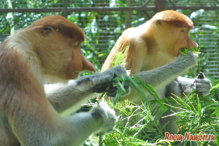 Зоопарк в Кота Кинабалу Lok Kawi Wildlife Park. Там, где носачи и орангутаны