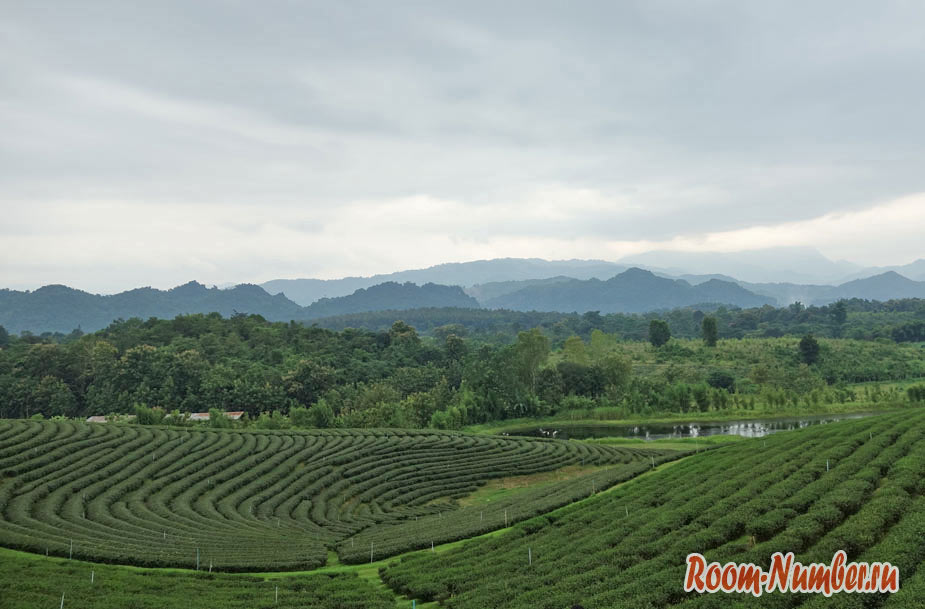 Мае Салонг, Таиланд. Чайные плантации, горные племена, туман и холод
