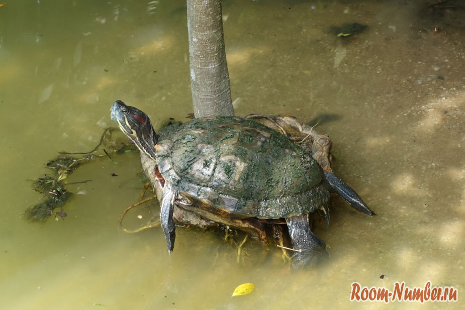 Черепаха в озере ботанического сада сингапура