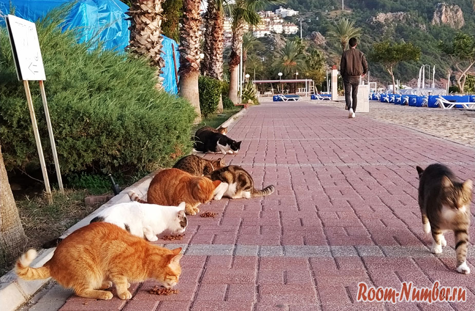 Кошки в Турции. Домики для кошек в Алании