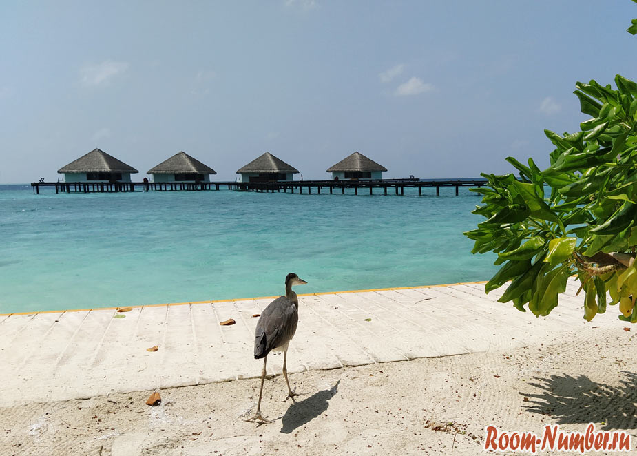 Мальдивы и коронавирус. Какая обстановка сейчас на островах