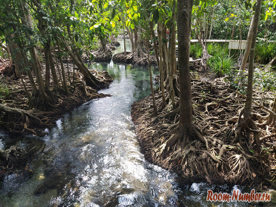 mangrovui-les-11