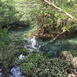 mangrovui-les-12