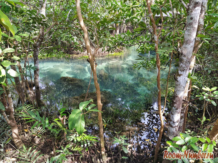 Кристальный ручей в Краби или парк с мангровым лесом Tha Pom Klong Song Nam