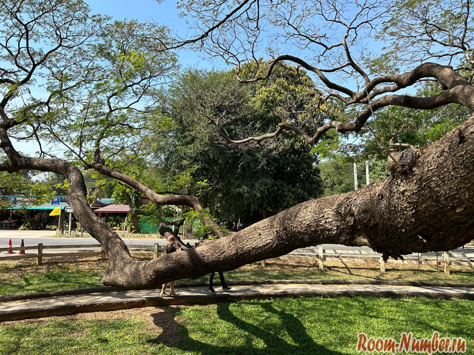 giant-tree-kanchanaburi-3