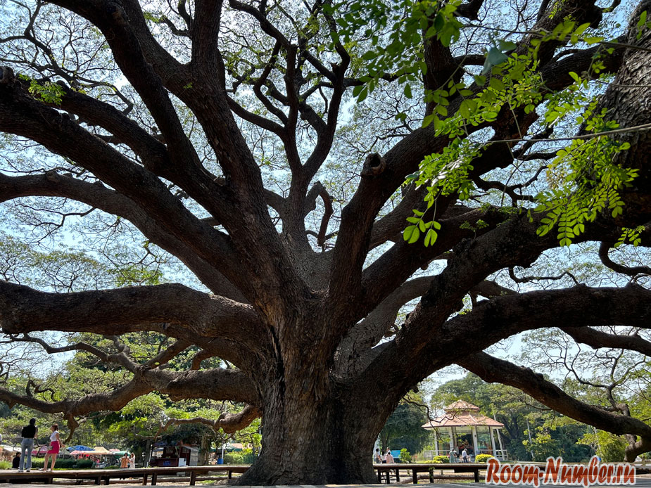 giant-tree-kanchanaburi-4