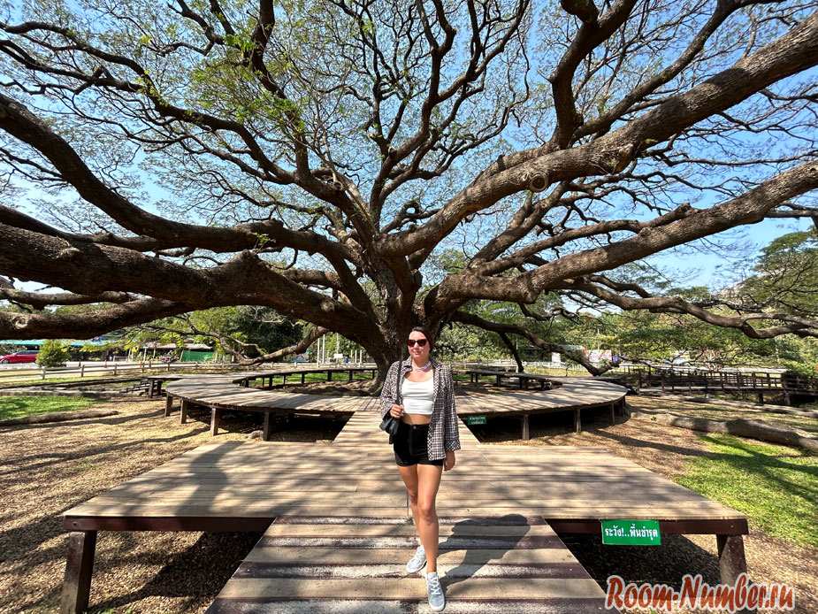 Гигантское дерево – достопримечательность Канчанабури