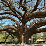 giant-tree-kanchanaburi-8