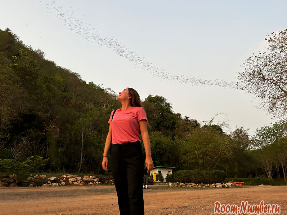 Bat Cave Khao Yai – пещера с тысячами вылетающих летучих мышей