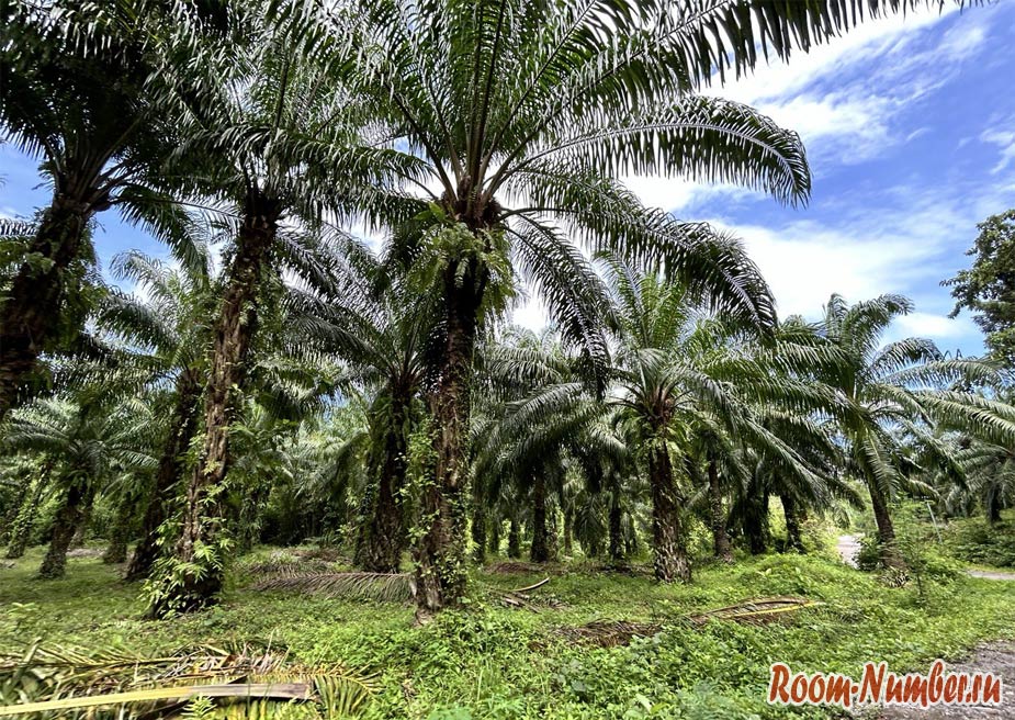phuket-phang-nga-12