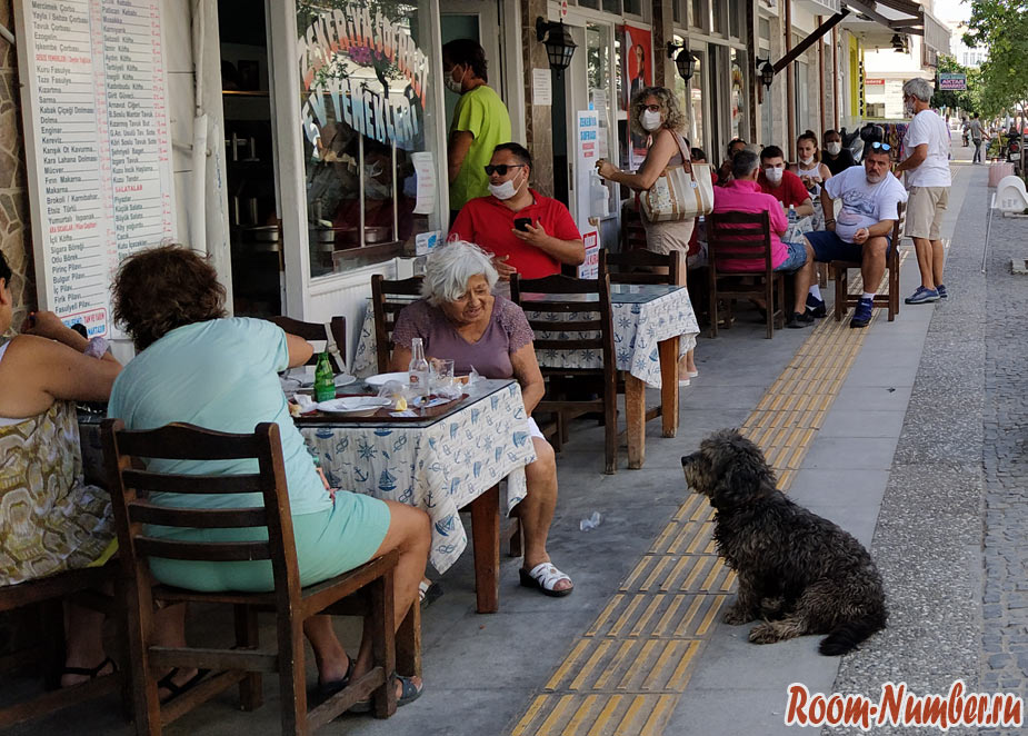datca-dogs